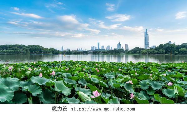 池塘里的荷花南京旅游二十四节气24节气立夏夏至小暑大暑